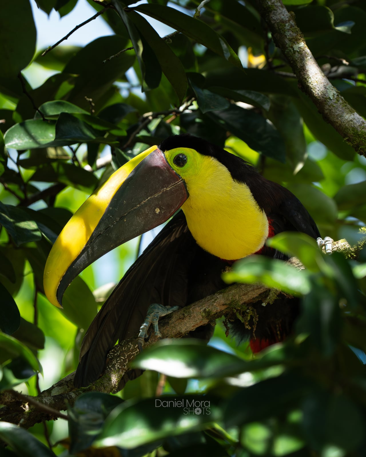 Yellow-Throated Toucan – photo 5