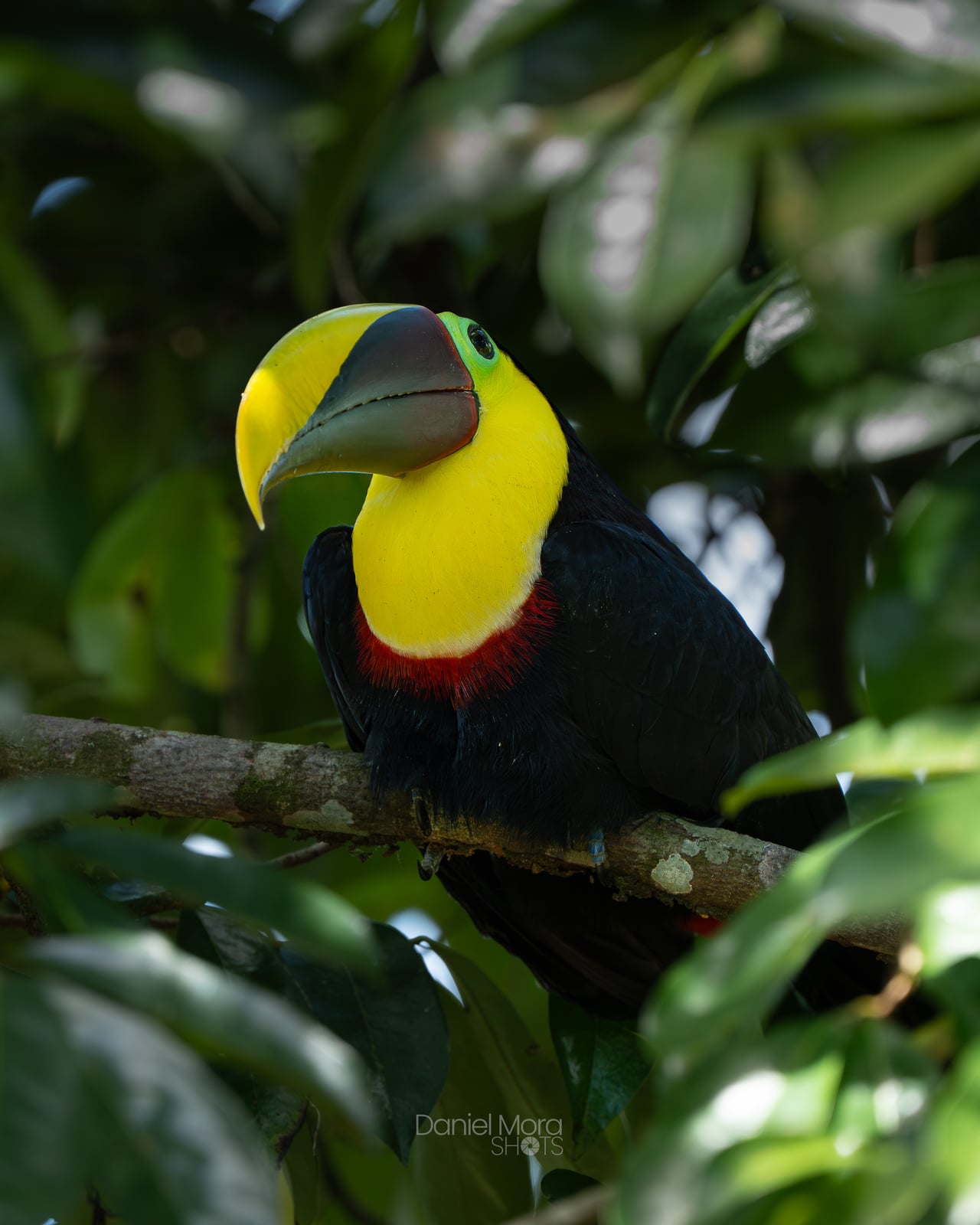 Yellow-Throated Toucan – photo 2
